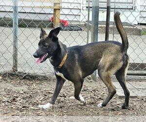 Wendy - Female Feist Terrier-Unknown Mix Dog for Adoption - Photo #6