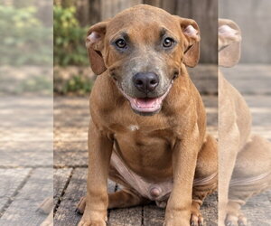 Labrador Retriever-Unknown Mix Dogs for adoption in Southbury, CT, USA