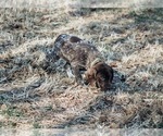 Small Photo #5 German Shorthaired Pointer Puppy For Sale in ELNORA, IN, USA