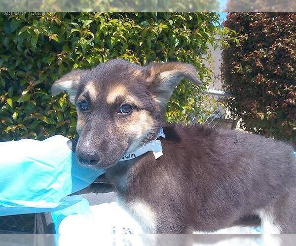 Medium Photo #1 Siberian Husky Puppy For Sale in Chula Vista, CA, USA