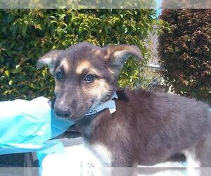 Siberian Husky Dogs for adoption in Chula Vista, CA, USA