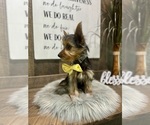 Small #1 Yorkshire Terrier