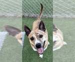 Small #8 American Pit Bull Terrier Mix