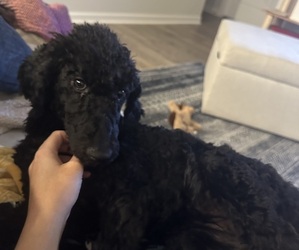 Poodle (Standard) Puppy for sale in WHITE HOUSE, TN, USA