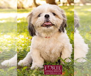 Magic - Male Shih Tzu Dog for Adoption - Photo #5