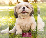 Small Photo #5 Shih Tzu Puppy For Sale in Marina del Rey, CA, USA
