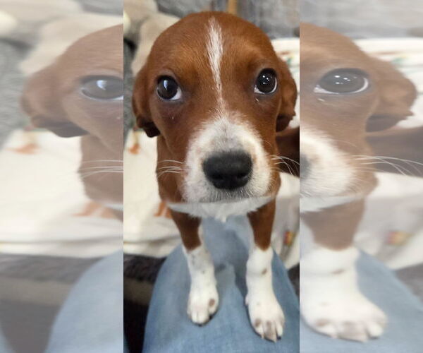 Medium Photo #11 Chihuahua-Unknown Mix Puppy For Sale in Wakefield, RI, USA