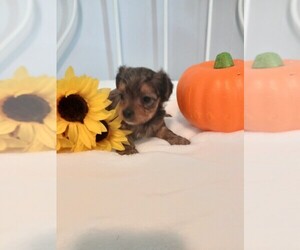 Yorkshire Terrier Puppy for sale in SPRINGWATER, NY, USA