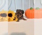 Small Yorkshire Terrier