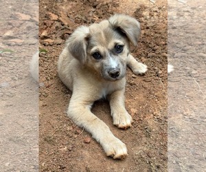 Scarlett - Female Mutt Dog for Adoption - Photo #6