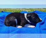 Small Photo #70 Border Collie Puppy For Sale in NORBORNE, MO, USA