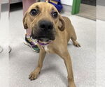 Small #4 Labrador Retriever Mix