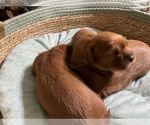 Cavalier King Charles Spaniel Puppy for sale in FORT MYERS, FL, USA