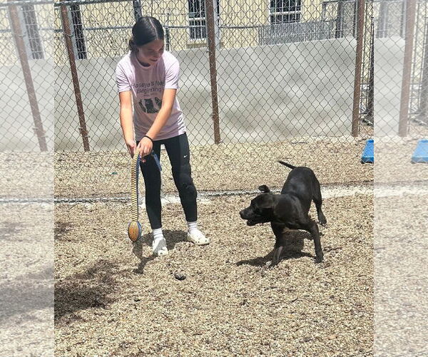 Medium Photo #5 Labrador Retriever-Unknown Mix Puppy For Sale in Oakhurst, NJ, USA