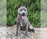 Small #2 American Staffordshire Terrier
