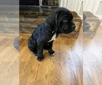 Small Photo #4 Cane Corso Puppy For Sale in ARDEN, NC, USA