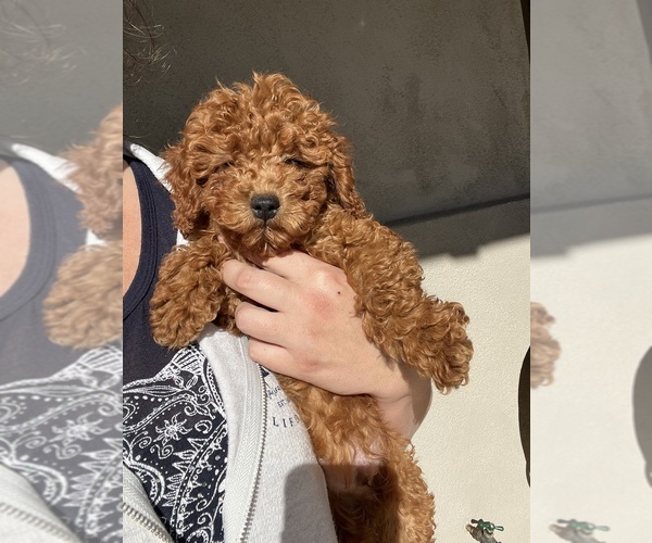 Medium Photo #5 Poodle (Toy) Puppy For Sale in NEW RIVER, AZ, USA