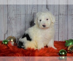 Poodle (Miniature)-Sheepadoodle Mix Puppy for sale in FREDERICKSBG, OH, USA