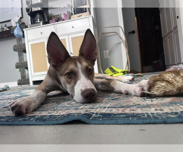 Medium Photo #6 Mutt Puppy For Sale in Greenville, SC, USA