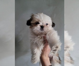Shih Tzu Puppy for Sale in DENVER, Colorado USA