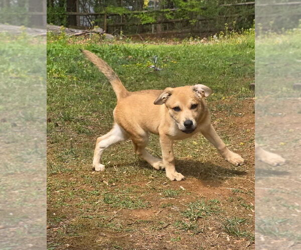 Medium Photo #2 Shepradors Puppy For Sale in Mooresville, NC, USA