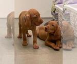 Small Photo #14 Vizsla Puppy For Sale in VACAVILLE, CA, USA