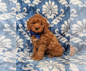 Cockapoo-Poodle (Miniature) Mix Puppy for sale in NOTTINGHAM, PA, USA
