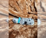 Small Photo #126 Sheepadoodle Puppy For Sale in LEHI, UT, USA