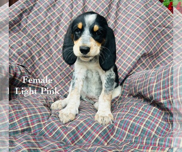 Medium Photo #1 Bernedoodle-Bluetick Coonhound Mix Puppy For Sale in RINGTOWN, PA, USA