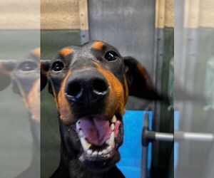 Doberman Pinscher Dogs for adoption in Downey, CA, USA