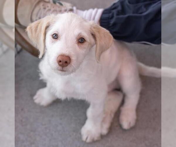 Medium Photo #15 Mutt Puppy For Sale in San Diego, CA, USA