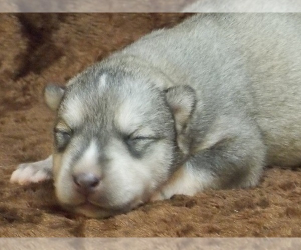 Medium Photo #1 Wolf Hybrid Puppy For Sale in SAINT IGNATIUS, MT, USA