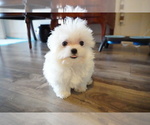 Small Photo #14 Maltese Puppy For Sale in LOS ANGELES, CA, USA