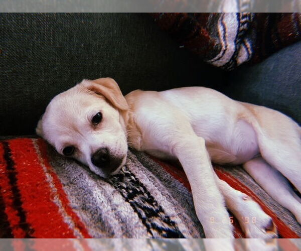 Medium Photo #2 Puggle Puppy For Sale in Lakewood, CO, USA