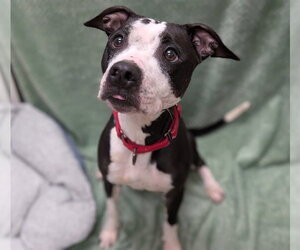 American Pit Bull Terrier-Unknown Mix Dogs for adoption in Fort Collins, CO, USA