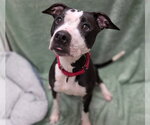 Small American Pit Bull Terrier Mix
