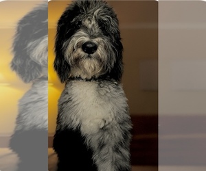 Father of the Labradoodle puppies born on 06/21/2025