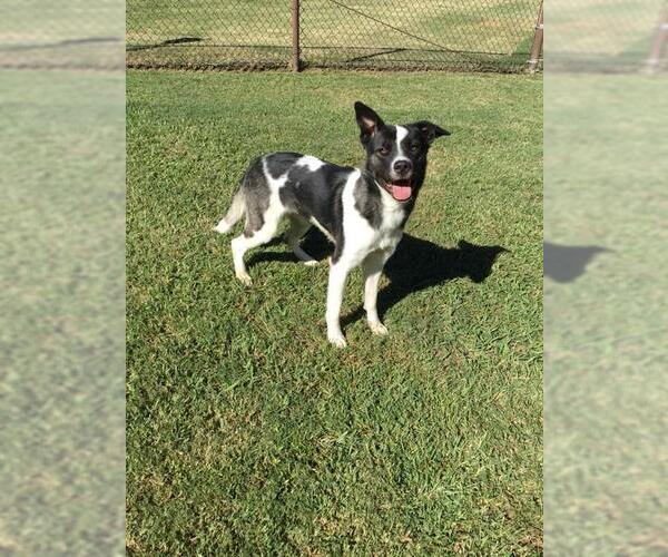 Medium Photo #1 Siberian Husky-Unknown Mix Puppy For Sale in Grovetown, GA, USA