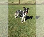 DORY - Female Siberian Husky-Unknown Mix Dog for Adoption - Small photo