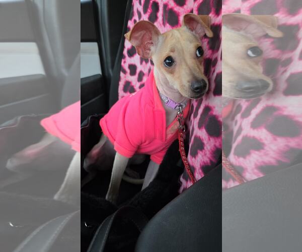 Medium Photo #5 Jack Chi Puppy For Sale in Princeton, MN, USA