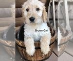 Small Photo #2 Goldendoodle Puppy For Sale in JACKSONVILLE, FL, USA