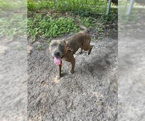 American Pit Bull Terrier Dogs for adoption in Sanford, FL, USA