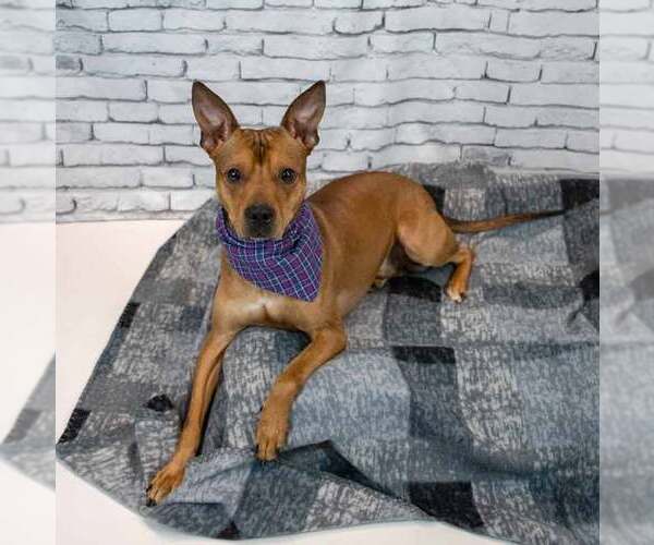 Medium Photo #3 Mutt Puppy For Sale in Kennesaw, GA, USA