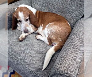 Basset Hound Dogs for adoption in Deepwater, NJ, USA