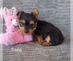 Small #1 Yorkshire Terrier