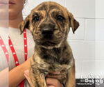Small #1 Retriever  Mix