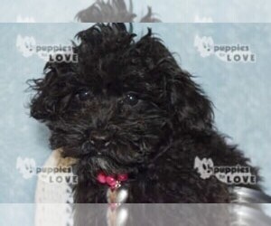 Poodle (Toy) Puppy for sale in SANGER, TX, USA