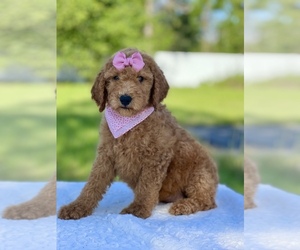 Goldendoodle Puppy for Sale in FROSTPROOF, Florida USA