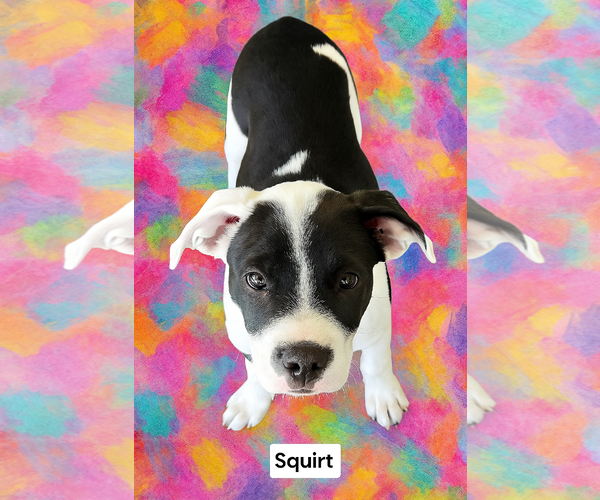 Medium Photo #1 American Pit Bull Terrier Puppy For Sale in Menifee, CA, USA