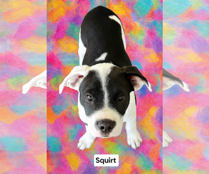 American Pit Bull Terrier Dogs for adoption in Menifee, CA, USA